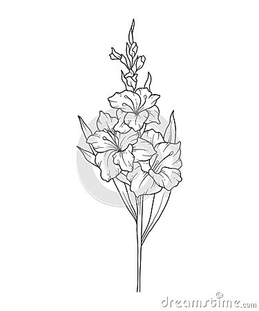 Gladiolus Line Art. Gladiolus outline Illustration. August Birth Month Flower. Gladiolus outline isolated on white. Vector Illustration