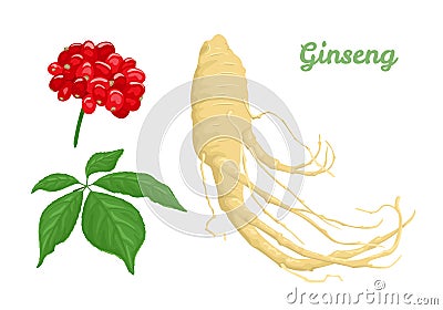 Ginseng root, leaf and berries isolated on white background. Vector Illustration