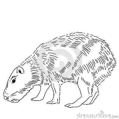 Capybara Vector For Tattoo. Vector Illustration