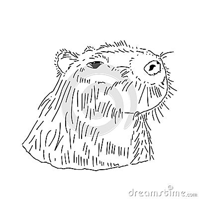 Capybara Vector For Tattoo. Vector Illustration