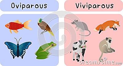 oviparous animals and viviparous animal groups classified Vector Illustration