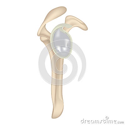 Human anatomy. Glenoid Cavity. The structure of the clavicle. Vector Illustration