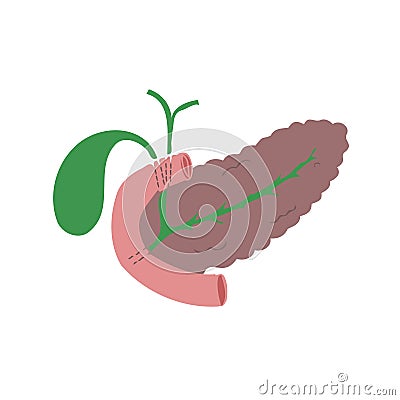 Minimalistic drawing of the pancreas with gall bladder. Vector Illustration