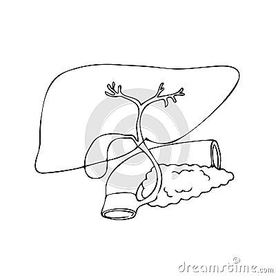 Linear drawing of the liver, pancreas, duodenum and gall bladder Vector Illustration