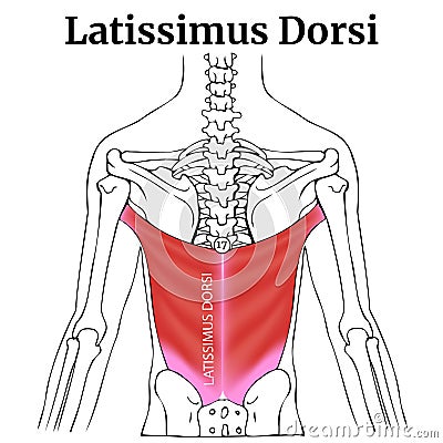 Human anatomy, torso. Latissimus dorsi muscle Vector Illustration