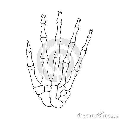 Contour drawing of the bones of the human hand. Vector Illustration