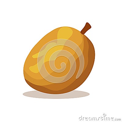 Sawo or sapodilla fruit vector illustration, manilkara zapota or chicozapote flat icon, chicoo or chicle image Vector Illustration