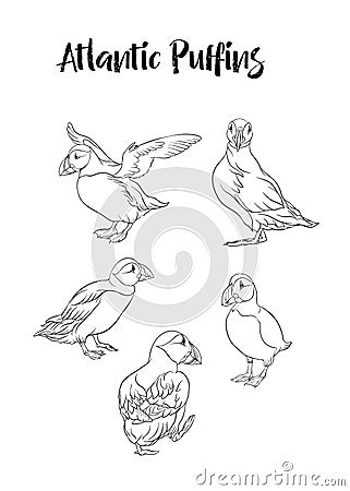 Arctic Puffins birds. Cartoon Illustration