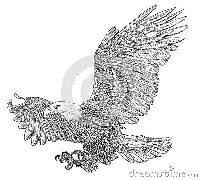 Bald eagle swoop attack winged hand draw sketch black line doodle monochrome on white Stock Photo