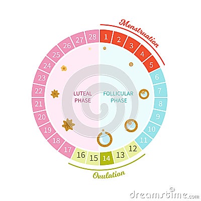 Menstrual circle vector Vector Illustration