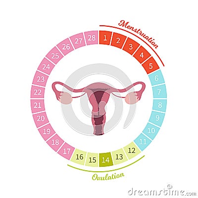 Menstrual cycle vector Vector Illustration