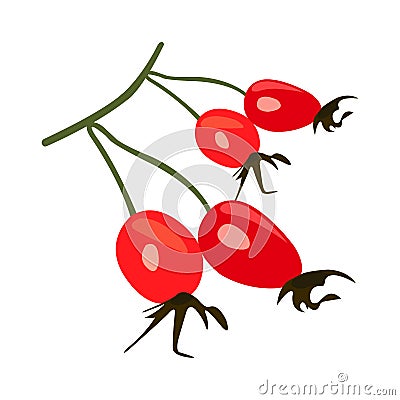 Health and Nutrition Benefits of Rose Hip Cartoon Illustration