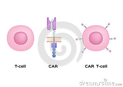 Immunotherapy / t cell and chimeric antigen receptor / science Vector Illustration