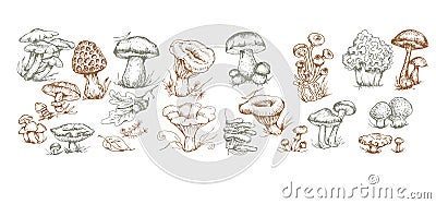 Mushrooms vector graphics hand drawn. Print textile illustratio Vector Illustration