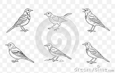 Print Pipit Line Art Vector Set Collection of High Quality Minimalistic Drawings for Creative Design Projects Stock Photo