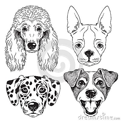 A set of 4 line drawings of dogs faces Vector Illustration