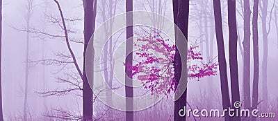 Magical Fog,forest.Autumn Background.Artistic Wallpaper.Fairytale.Dream.Tree.Beautiful Nature Landscape Panorama.Colorful.Leaves. Stock Photo