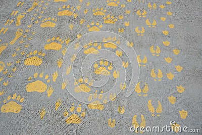 Prints of traces of animal, human, birds Stock Photo