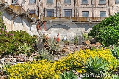 Prison Gardens at Alcatraz Island Prison Stock Photo