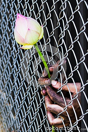 Prisoner hand holding a flower. Stock Photo