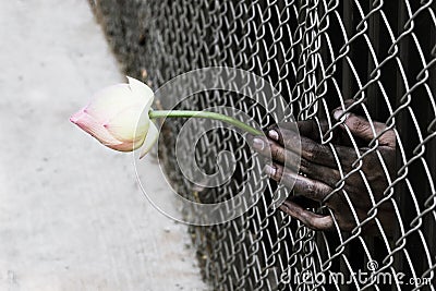 Prisoner hand holding a flower. Stock Photo