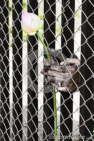 Prisoner hand holding a flower. Stock Photo