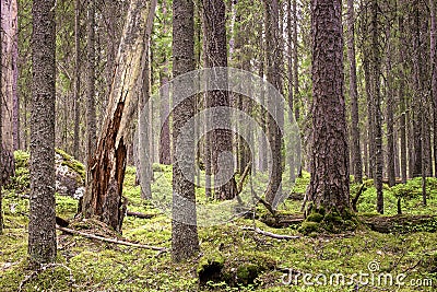 Pristine boreal forest of conifers Stock Photo
