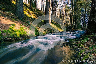 Waters of fast river running through spring forest lit by golden Stock Photo