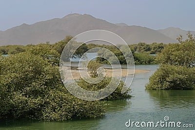 Mangroves of Khor Kalba Stock Photo