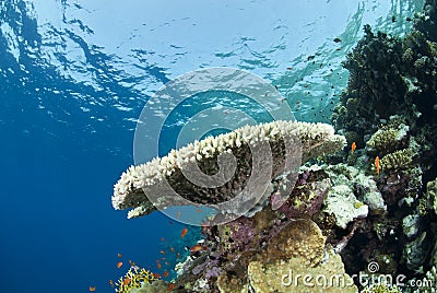 Pristine tropical table coral formation. Stock Photo