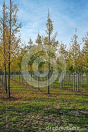 Privat garden, parks tree nursery in Netherlands, specialise in medium to very large sized trees, grey alder trees in rows Stock Photo
