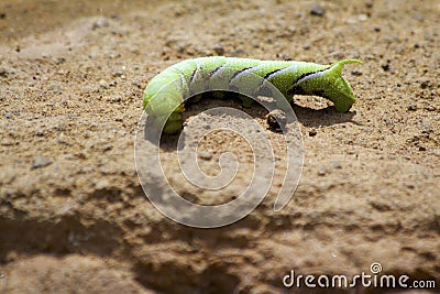 Privet Hawk Moth Caterpillar 834306 Stock Photo