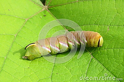 Caterpillar Sphinx ligustri on leaf in the garden, closeup Stock Photo