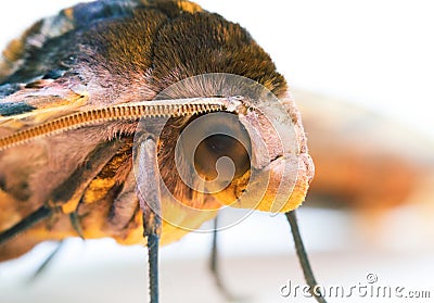 Privet Hawk Moth head macro photo on white background. Cartoon Illustration