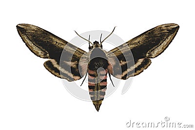 Privet hawk moth isolated on white background Stock Photo