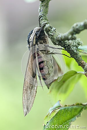 Privet hawk moth, Sphinx ligustri Stock Photo