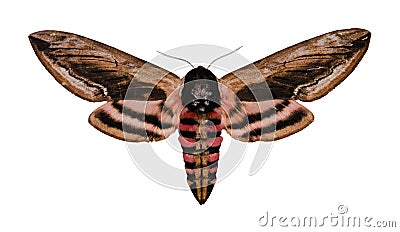 Privet Hawk Moth Stock Photo