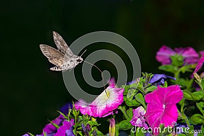 Privet Hawk Moth, Sphinx ligustri Stock Photo