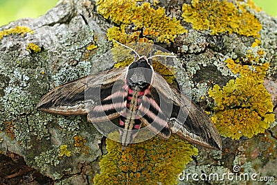 Privet hawk mothSphinx ligustri Stock Photo