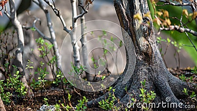 Privileged View Deep into the Hidden Bonsai Forest Stock Photo