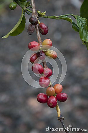 Prized Hawaiian Coffee Beans are red on the branch in Hawaii. Stock Photo