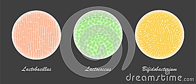 Probiotic bacteria cultures under a microscope Vector Illustration