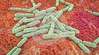 Probiotic bacteria Lactobacillus Cartoon Illustration