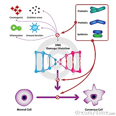 Probiotic bacteria prevent DNA damage and mutation Vector Illustration