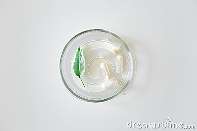 Probiotic supplement in capsules and plant leaf in glass petri dish on white background, above. Concept dietary supplement natural Stock Photo