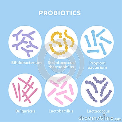 Probiotics bacteria set. Gut microbiota with healthy prebiotic bacillus. Lactobacillus, streptococcus, bifidobacteria Vector Illustration