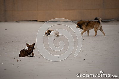 The problem of homeless animals. lonely dogs in island on the beach Stock Photo