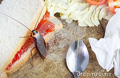 The problem in the house because of cockroaches living in the kitchen.Cockroach eating whole wheat bread on chopping wood backgrou Stock Photo