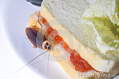 The problem in the house because of cockroaches living in the kitchen.Cockroach eating whole wheat bread on white background Stock Photo