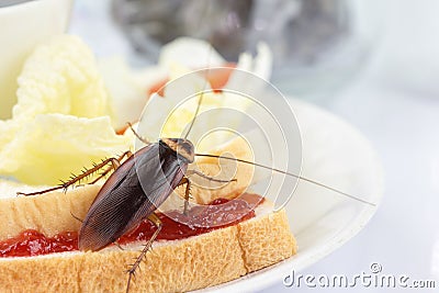 The problem in the house because of cockroaches living in the kitchen.Cockroach eating whole wheat bread on white backgroundIsola Stock Photo